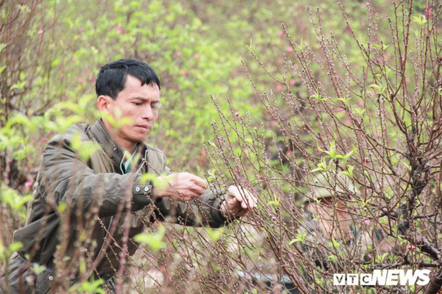 Dân làng Nhật Tân xây phòng riêng, lắp điều hòa cho đào bung nở đúng dịp Tết Nguyên đán - Ảnh 4.