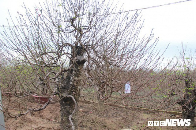 Dân làng Nhật Tân xây phòng riêng, lắp điều hòa cho đào bung nở đúng dịp Tết Nguyên đán - Ảnh 5.