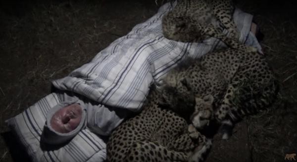 Liều mạng ngủ giữa rừng rậm châu Phi, người đàn ông được cả bầy báo săn vây quanh sưởi ấm - Ảnh 1.