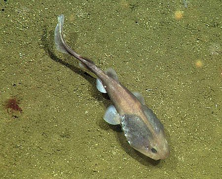 Tìm được loài cá sinh sôi trong những vùng nước chết - khoa học nhận ra điều kì diệu có ở mọi nơi - Ảnh 2.