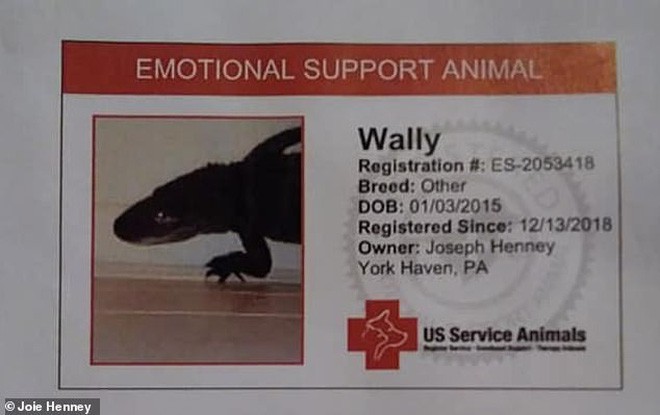 Gặp gỡ Wally: Chú cá sấu đáng yêu nhất quả đất, không cắn ai bao giờ lại còn thích được xoa đầu như chó - Ảnh 3.