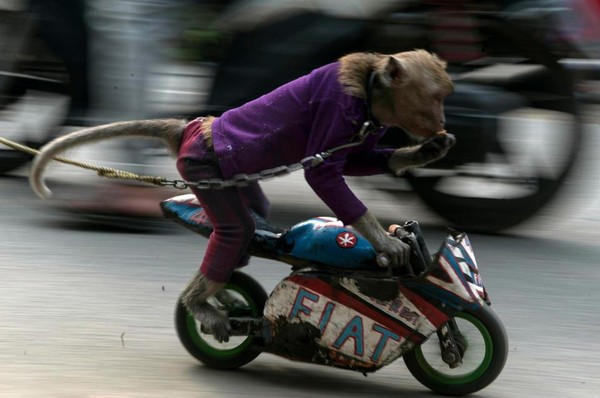 Những chú khỉ tội nghiệp bị bắt mặc quần áo, đi trên cà kheo, lái xe máy để mua vui cho người qua đường và sự thật đằng sau - Ảnh 9.