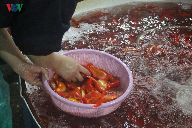 Chợ cá lớn nhất Hà Nội nhộn nhịp trước lễ ông Công, ông Táo - Ảnh 1.