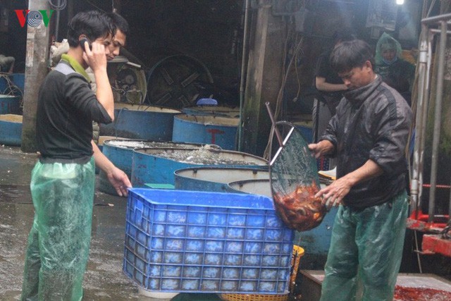 Chợ cá lớn nhất Hà Nội nhộn nhịp trước lễ ông Công, ông Táo - Ảnh 7.