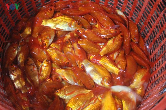 Chợ cá lớn nhất Hà Nội nhộn nhịp trước lễ ông Công, ông Táo - Ảnh 8.