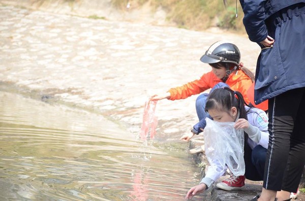 Chưa kịp về chầu trời ngày ông Công ông Táo, nhiều cá chép lăn ra chết vì người dân thả quá nhiều bụi tro xuống hồ - Ảnh 1.