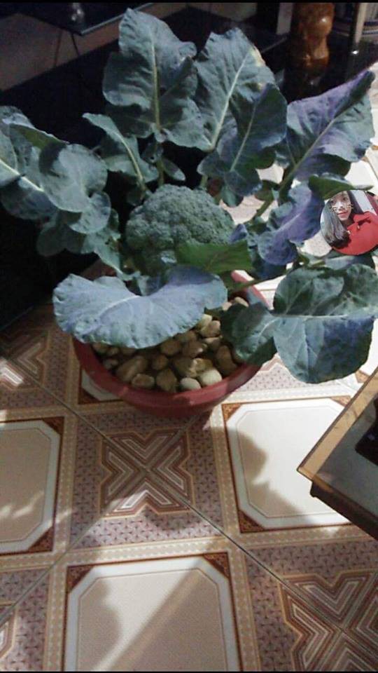 Đỉnh cao của chơi hoa Tết: Từ bắp cải, súp lơ đến cây cà rốt đều lên bàn khách - Ảnh 12.