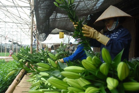 Những loại hoa Tết độc lạ ở xứ ngàn hoa - Ảnh 2.