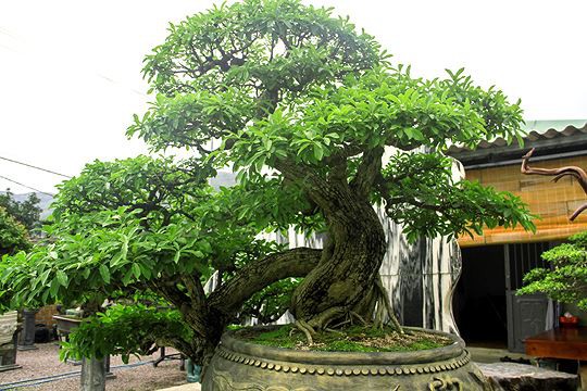 Ngắm vườn bonsai cực chất giá trăm tỷ đồng ở Bình Định - Ảnh 1.