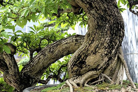 Ngắm vườn bonsai cực chất giá trăm tỷ đồng ở Bình Định - Ảnh 2.