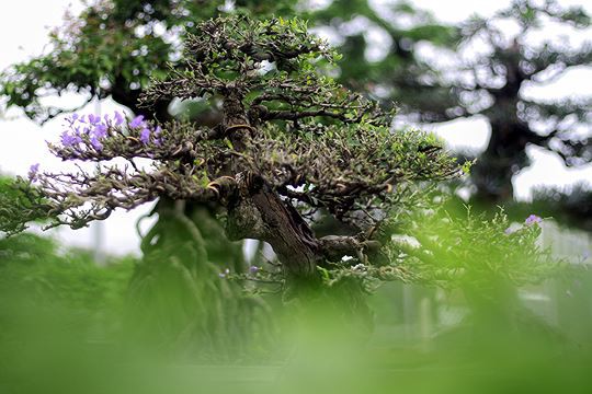 Ngắm vườn bonsai cực chất giá trăm tỷ đồng ở Bình Định - Ảnh 11.