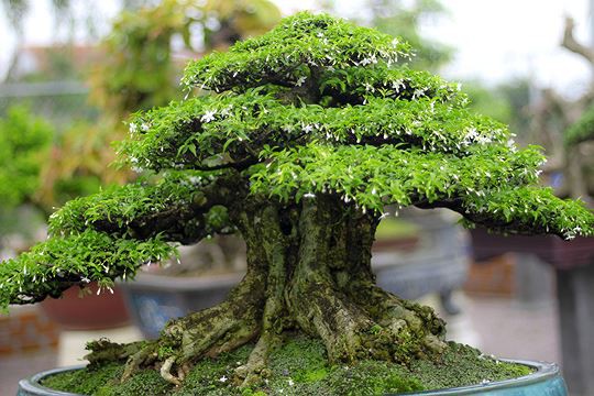 Ngắm vườn bonsai cực chất giá trăm tỷ đồng ở Bình Định - Ảnh 4.