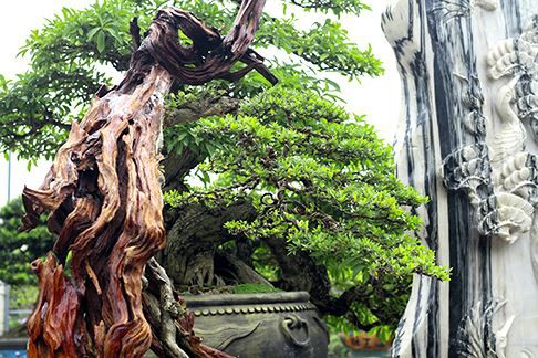Ngắm vườn bonsai cực chất giá trăm tỷ đồng ở Bình Định - Ảnh 5.