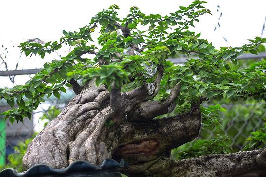 Ngắm vườn bonsai cực chất giá trăm tỷ đồng ở Bình Định - Ảnh 6.