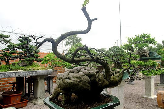 Ngắm vườn bonsai cực chất giá trăm tỷ đồng ở Bình Định - Ảnh 7.