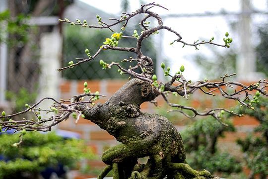 Ngắm vườn bonsai cực chất giá trăm tỷ đồng ở Bình Định - Ảnh 9.