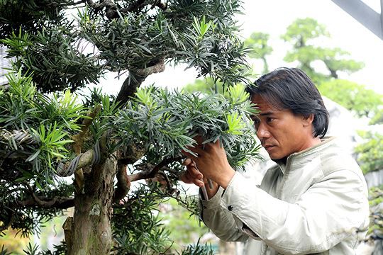 Ngắm vườn bonsai cực chất giá trăm tỷ đồng ở Bình Định - Ảnh 10.