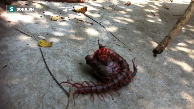 Cuộc vật lộn sinh tử giữa ếch và rết độc: Kết cục bất ngờ đến tận phút chót - Ảnh 1. Cuộc vật lộn sinh tử giữa ếch và rết độc: Kết cục bất ngờ đến tận phút chót - Ảnh 1.