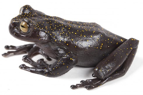 Phát hiện mới: Loài ếch phi thường có móng vuốt kỳ lạ - Ảnh 1.