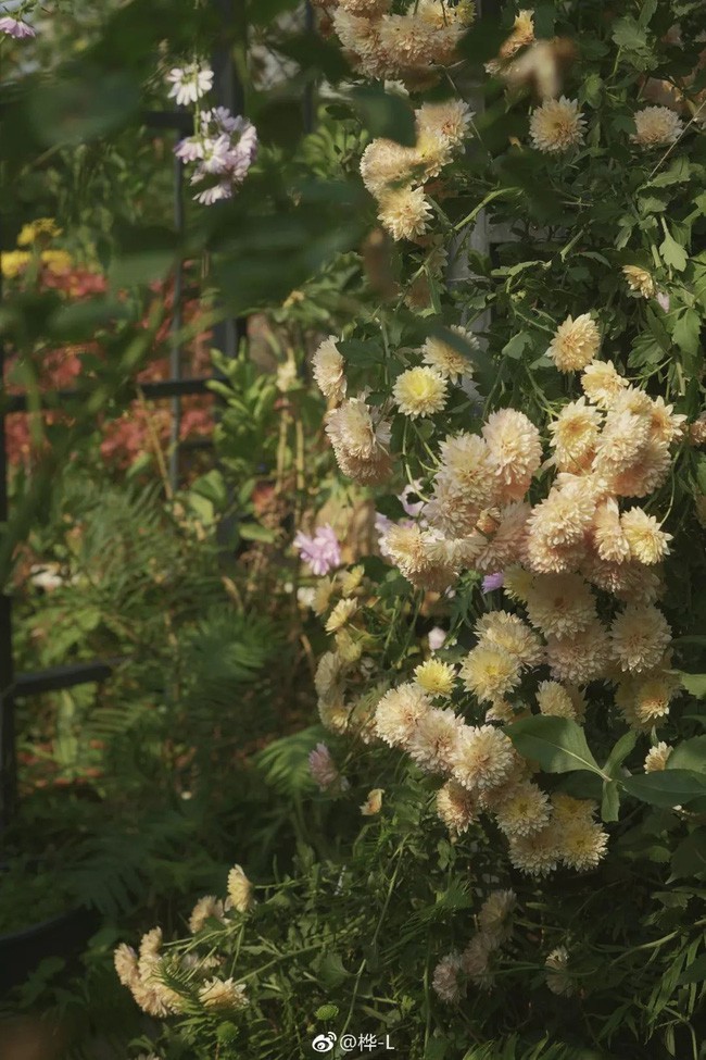 Khu vườn dịu dàng nét xuân, trăm hoa đua nở trên sân thượng 88m² của bà mẹ hai con - Ảnh 38.