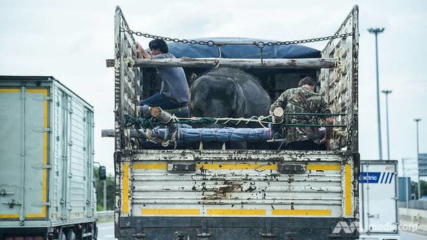 Voi biểu diễn ở Thái Lan - nỗi đau đằng sau trò tiêu khiển - Ảnh 6.