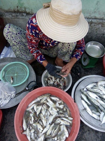 Kỳ lạ làng ăn loài cá cực độc dưới biển vẫn bảo toàn tính mạng - Ảnh 1. Kỳ lạ làng ăn loài cá cực độc dưới biển vẫn bảo toàn tính mạng - Ảnh 1.