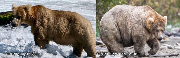 Gấu mẹ vĩ đại là có thật: Vừa tìm ra con gấu béo nhất mùa đông năm nay, nuôi con giỏi đến mức con người cũng phải bái phục - Ảnh 2.