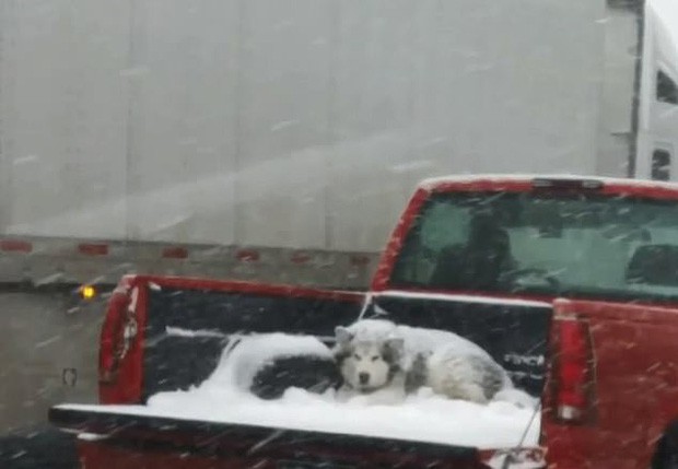 Hình ảnh tài xế vô tâm để một chú chó nằm bên ngoài thùng xe giữa mưa tuyết khiến cộng đồng mạng phẫn nộ - Ảnh 1.