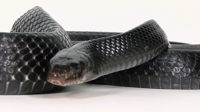 Video: Rắn hổ mang chúa kịch độc cũng phải khiếp sợ loài rắn này - Ảnh 2.