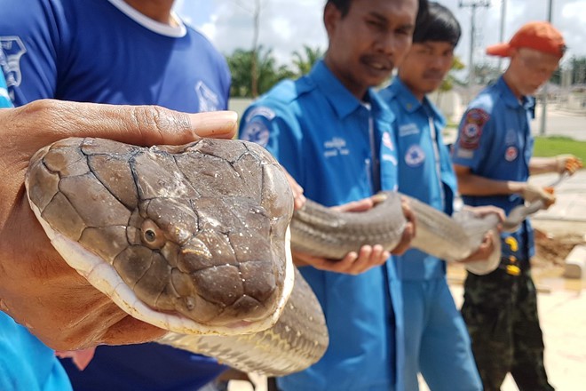 24h qua ảnh: Bắt được rắn hổ chúa dài 4m ở Thái Lan - Ảnh 2.