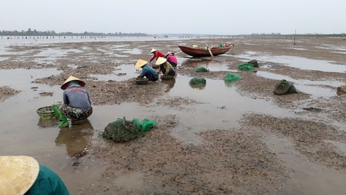Hé lộ nguyên nhân khiến hơn 263 tấn ngao chết bất thường ở Hà Tĩnh - Ảnh 1.
