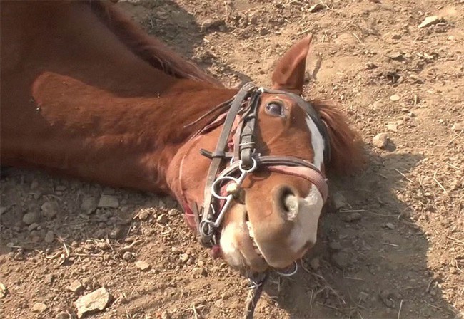Con ngựa lười nhất thế giới: Hễ ai đòi cưỡi là giả vờ chết - Ảnh 12.