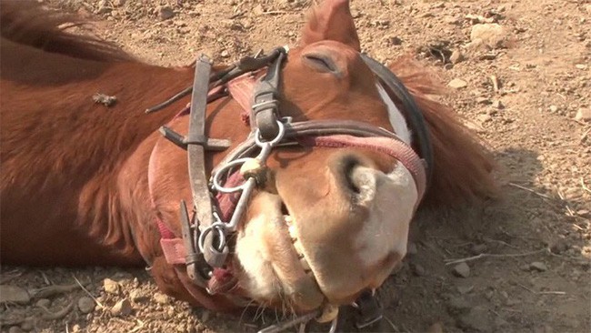 Con ngựa lười nhất thế giới: Hễ ai đòi cưỡi là giả vờ chết - Ảnh 15.