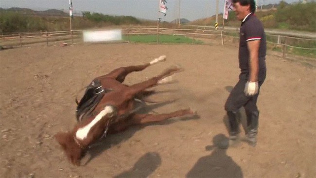 Con ngựa lười nhất thế giới: Hễ ai đòi cưỡi là giả vờ chết - Ảnh 17.