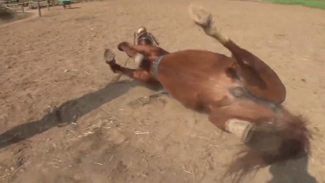 Con ngựa lười nhất thế giới: Hễ ai đòi cưỡi là giả vờ chết - Ảnh 8.