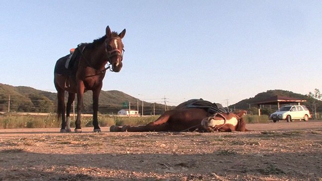 Con ngựa lười nhất thế giới: Hễ ai đòi cưỡi là giả vờ chết - Ảnh 11.