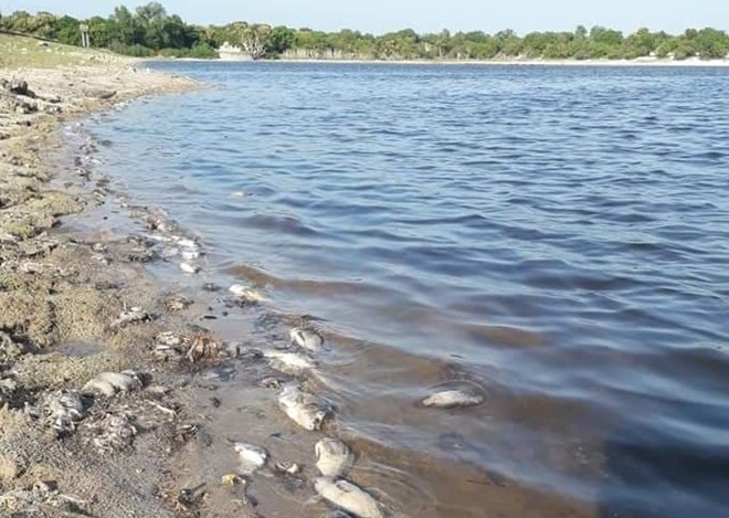 Cá tự nhiên chết hàng loạt do nước lòng hồ ô nhiễm - Ảnh 2.
