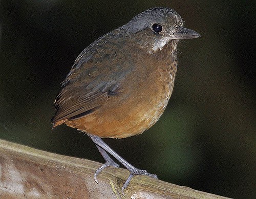 Phát hiện một loài chim mới siêu nhút nhát ở Colombia - Ảnh 1.