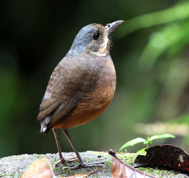 Phát hiện một loài chim mới siêu nhút nhát ở Colombia - Ảnh 2.