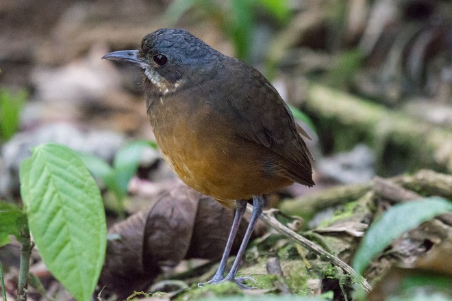 Phát hiện một loài chim mới siêu nhút nhát ở Colombia - Ảnh 3.