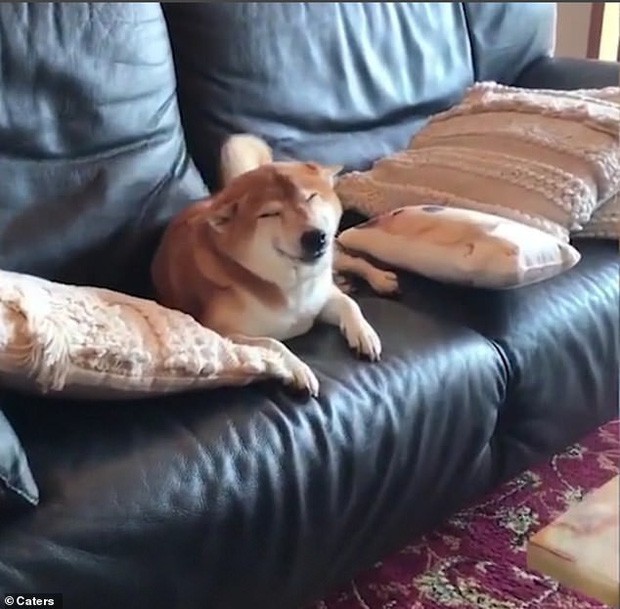 Chó Shiba Inu gây sốt vì biểu cảm tít mắt “thảo mai” khi chủ lại gần, ai nhìn cũng muốn hốt luôn về nhà nuôi - Ảnh 3.