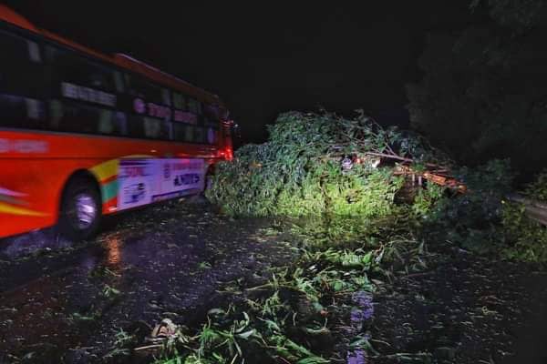 Bão đổ bộ trong đêm, cây ngã đổ la liệt, nhiều địa phương ở Phú Yên, Bình Định mất điện - Ảnh 4.