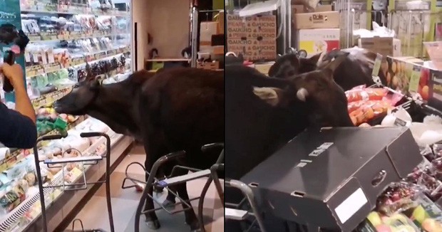 Băng đảng bốn con bò hung hăng cướp sạch rau củ trong siêu thị Hong Kong ngay giữa thanh thiên bạch nhật - Ảnh 1.