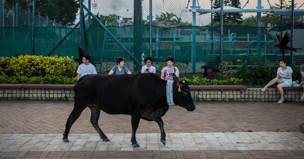 Băng đảng bốn con bò hung hăng cướp sạch rau củ trong siêu thị Hong Kong ngay giữa thanh thiên bạch nhật - Ảnh 4.