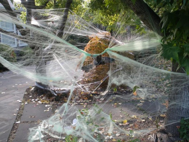 Thói quen dùng mạng nhện giả trang trí mùa Halloween: Siêu rẻ và ma mị, nhưng lại là một thảm họa sinh thái thực sự - Ảnh 1.