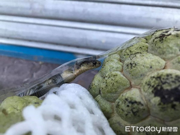 Bức ảnh giỏ mãng cầu tặng kèm bé Na gây xôn xao mạng xã hội và nguyên nhân đằng sau khiến mọi người hoảng hốt khi biết được - Ảnh 3.