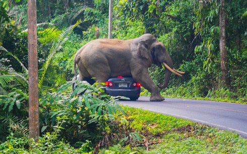Kinh hãi voi già tức giận, lao xuống đường tấn công xe ô tô trong rừng ở Thái Lan - Ảnh 1.