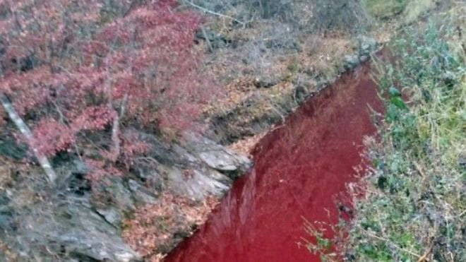 Dòng sông nhuộm đỏ màu máu lợn bệnh - Ảnh 1.
