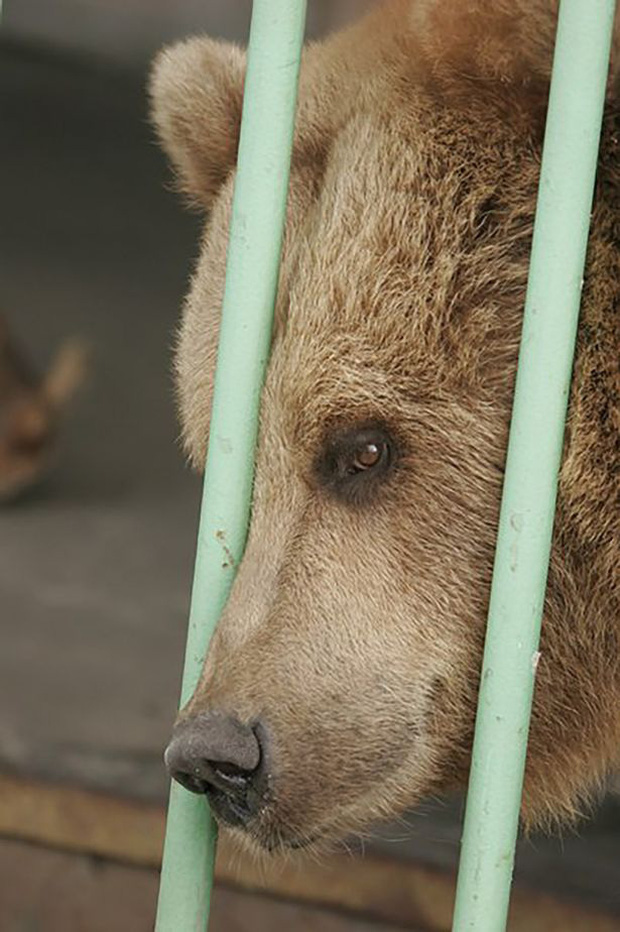 Gấu nâu Katya - nữ tù nhân kì lạ nhất thế giới được ân xá sau khi thụ án 15 năm tù trong một nhà giam toàn tội phạm nguy hiểm - Ảnh 2.