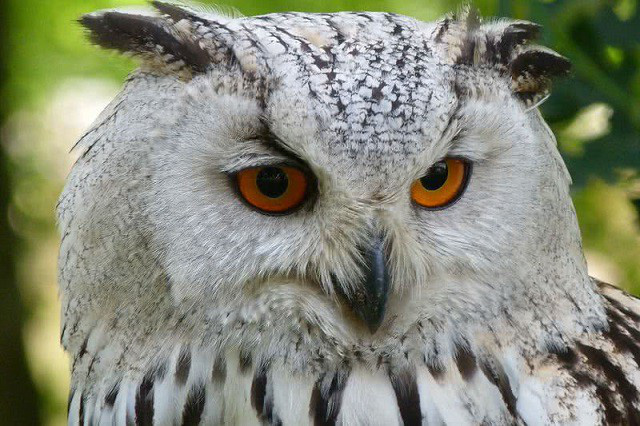 Top 10 loài động vật có đôi mắt độc đáo nhất thế giới - Ảnh 8.